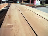 Ponderosa Pine