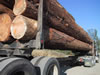 Trucking Dead and Standing Sugar Pine