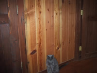 Ponderosa Pine Recycled Paneling 1