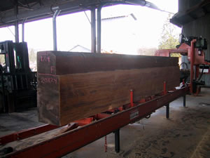 Blue Stain Sugar Pine Log Being Sawn