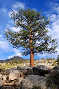 Jeffrey Pine